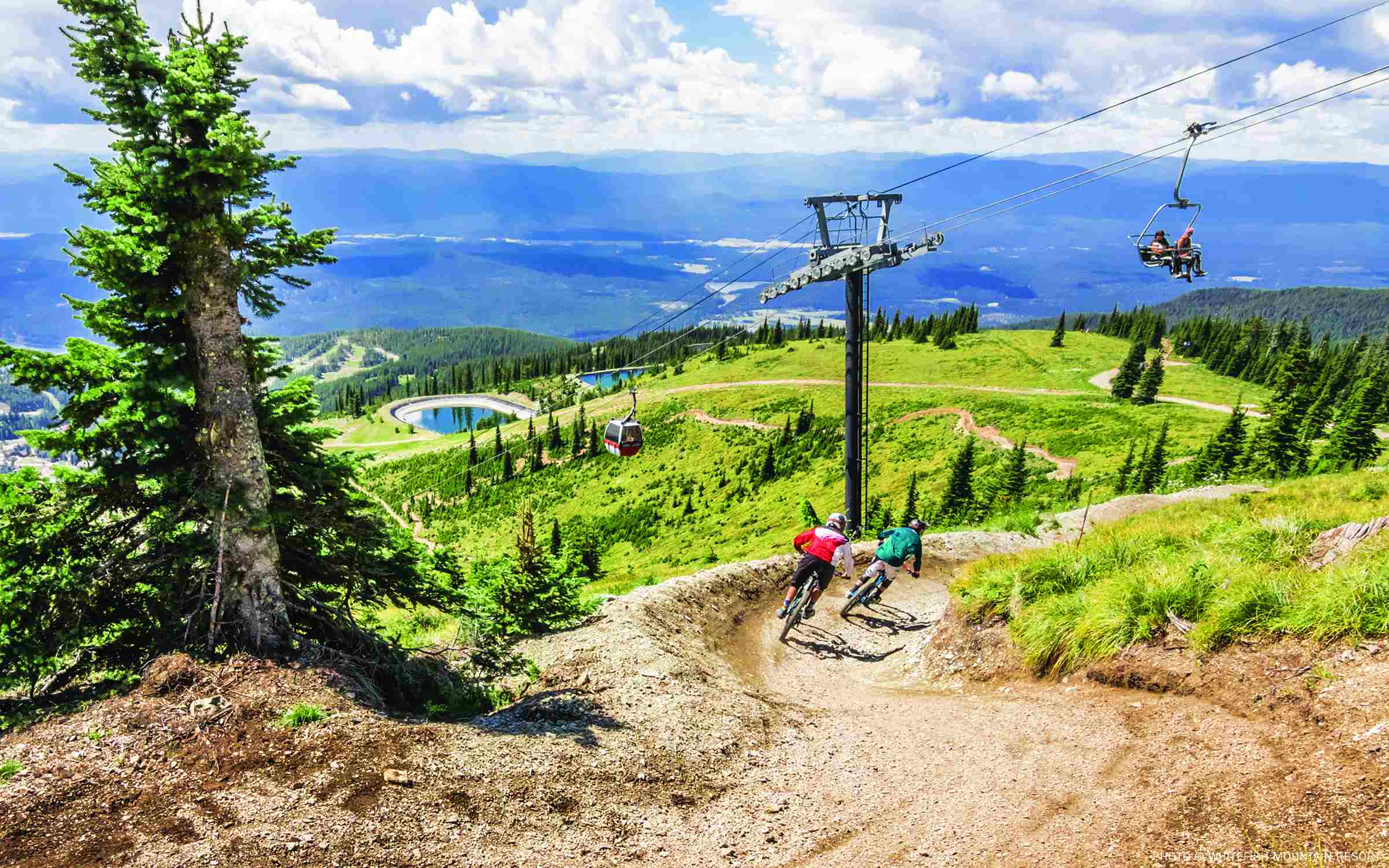 Whitefish