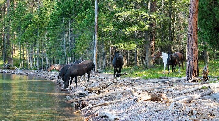 Wild Horse Island